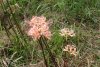 �s���N�̔ފ݉�
